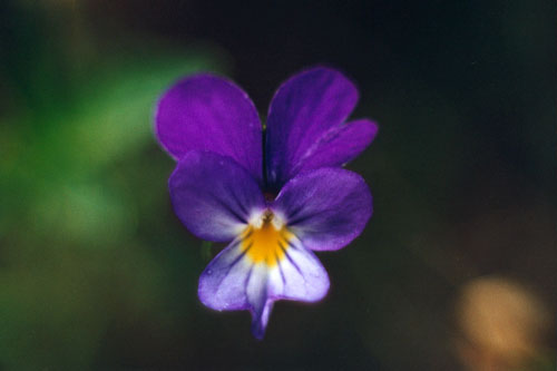 Bild nummer 1